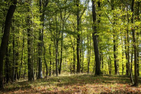 Autumn,Forest,In,Hungary,,Sopron
