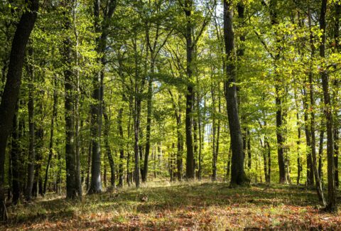 Autumn,Forest,In,Hungary,,Sopron