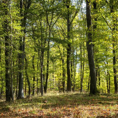 Autumn,Forest,In,Hungary,,Sopron