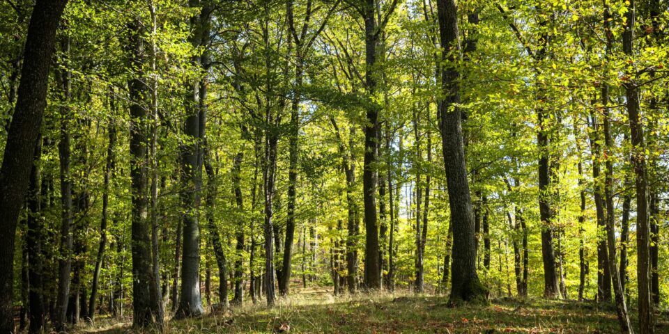 Autumn,Forest,In,Hungary,,Sopron